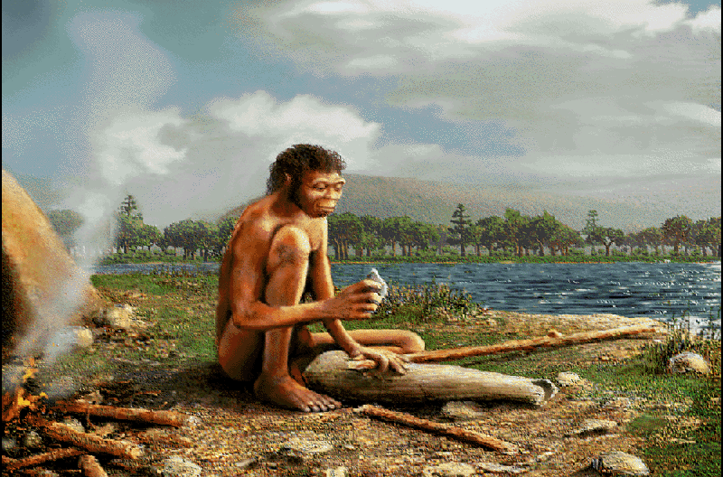 homo_erectus